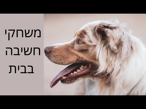 וִידֵאוֹ: למה כלבים משחקים משיכת חבל?