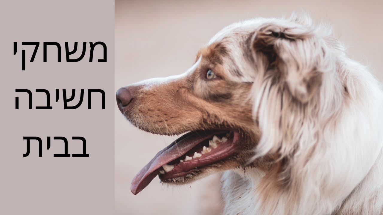 איך ללמד כלב לשחק בבית | משחקי חשיבה לכלבים | אילוף כלבים | אילוף גורים | טל שלוש ושרון קריתי מאלפים