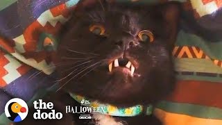 Cat With Fangs Might Actually Be A Vampire | The Dodo