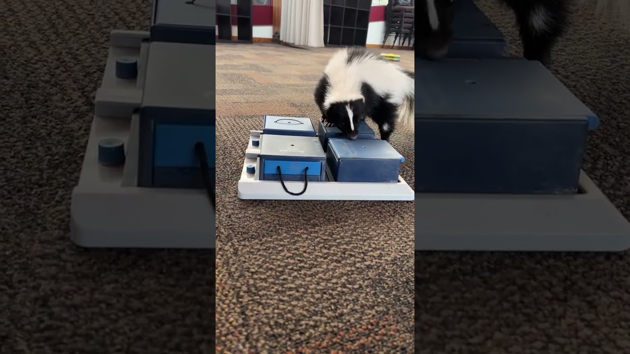 Skunk puzzle feeder - YouTube