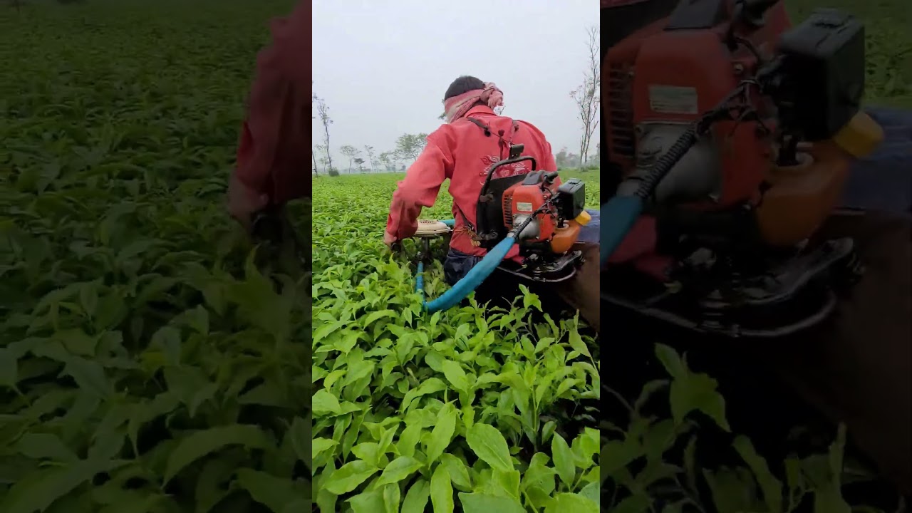 kisan grass cutter machine | tea plucking machine price 