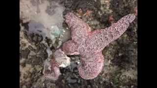 The United Dead Zone Of North America