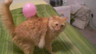 Static Electricity Cat