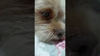 Sonhando Com A Mini Gabys