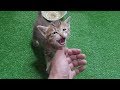 ご飯より膝の上がいい子猫〔癒される動画〕Kitten that likes on the lap of the owner than Food