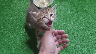 kitten that likes on the lap of the owner than food.