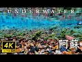 Blue Silence｜Japanese Underwater River World with Fish & Swaying Plants [6H | 4K]