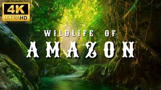Amazon 4K Wildlife and Animals - Creatures Inhabiting the Forest | Amazon Rainforest
