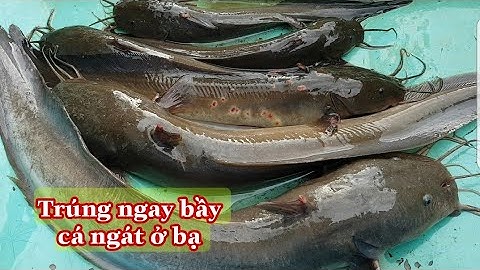 Cắm câu cá ngát ||trúng ngay bầy cá ở bạ
