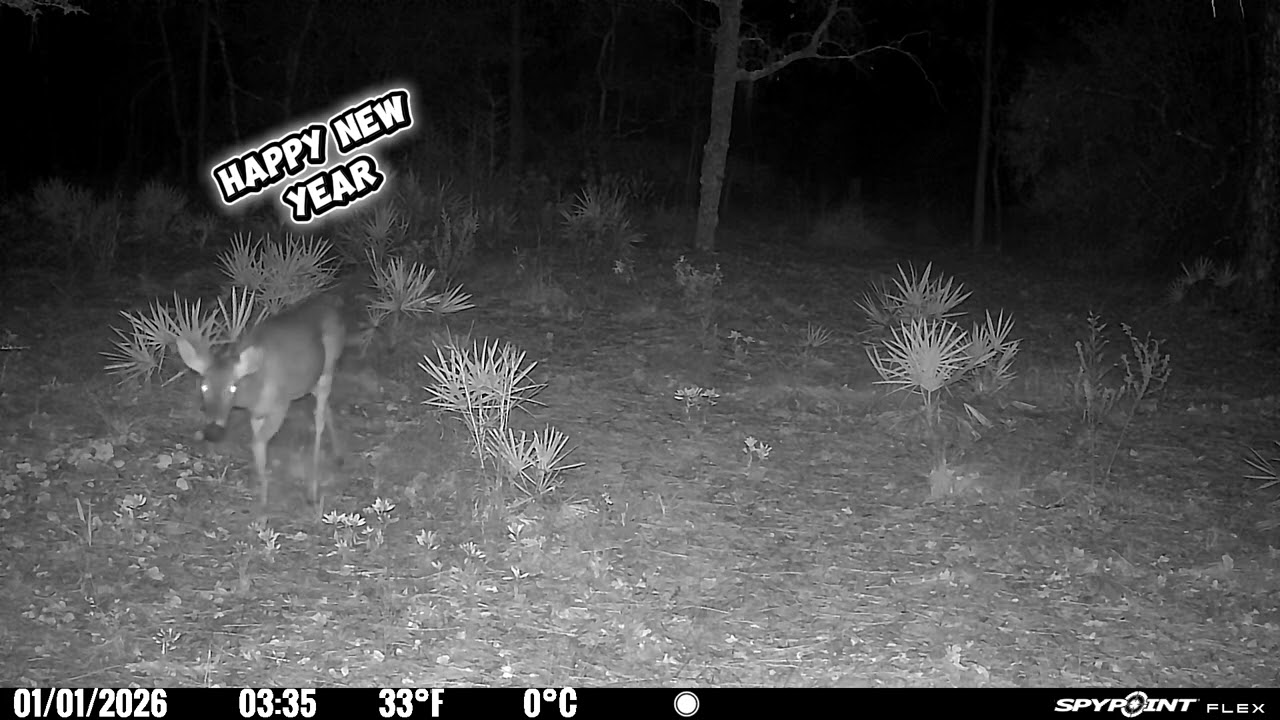 Florida Deer Welcome the New Year Northern Florida Wildlife