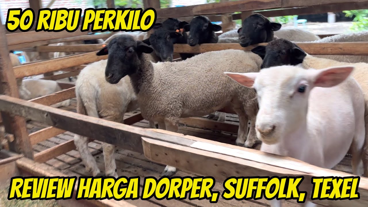 REVIEW HARGA DOMBA DORPER, SUFFOLK, TEXEL TURUN HARGA MULAI 50 RIBU PERKILO DI KURAWA FARM KEDIRI