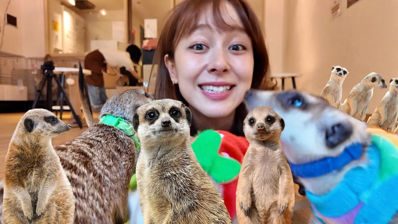 ミーアキャットカフェ行ったら100匹のミーアに囲まれた！www