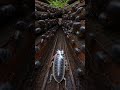 Pill Bug Micro Camera Footage - What Does a Woodlouse See Underground? 😱 Real Nature Documentary