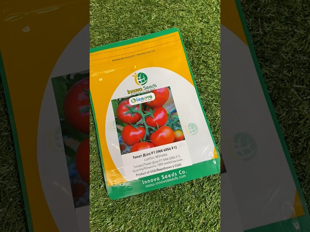 Діззі F1 індетермінантний томат 🍅 хіт сезону 👍 Innova Seeds 🇺🇸