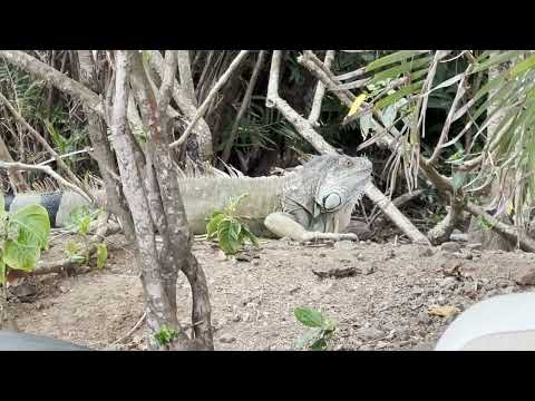 Costa Rica, Tamarindo, walk in a city 05/2023 Поездка в город Тамариндо и др