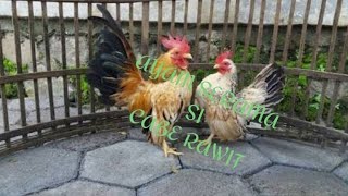 MENGENAL AYAM SERAMA SI KECIL MUNGIL