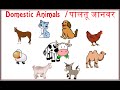 Learn Domestic Animal Names || Farm Animals for Kids in English and Hindi || पालतू जानवरों के नाम