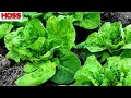 How to Grow the Most Beautiful and Tasty Lettuce Varieties!