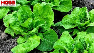 How To Grow The Most Beautiful And Tasty Lettuce Varieties