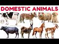 Domestic Animals | Types of Farm & Pet Animal Names with Sounds | Animals for Kids