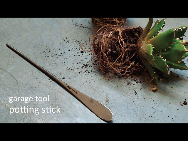 original tool 特集】植え替え時のおすすめツール「根かき棒」 - YouTube