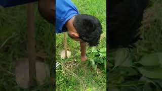 Maiye Jinna Sona Koi Nhi Hai