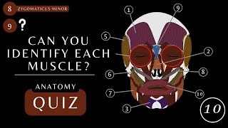 Muscles of the Head & Face Quiz | Craniofacial Muscles  |  Anatomy and Physiology #anatomy #muscles screenshot 5