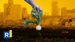 Ryerson's newest rooftop farm screenshot 4