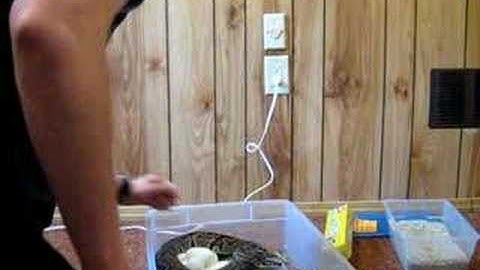 2008 Clutch- Whore#6 Ball Python eggs part#1