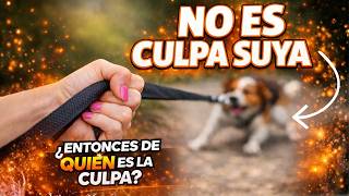 Por Qué los PASEOS con tu PERRO te AGOTAN (Y Cómo Convertirlos en tu Momento Favorito del Día)