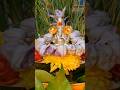 Sankashtahara Chaturthi Pooja Sankashtchaturthi Ganeshpuja Shorts Devotional Sankashtahara Chaturthi Pooja Sankashtchaturthi Ganeshpuja Shorts Devotional