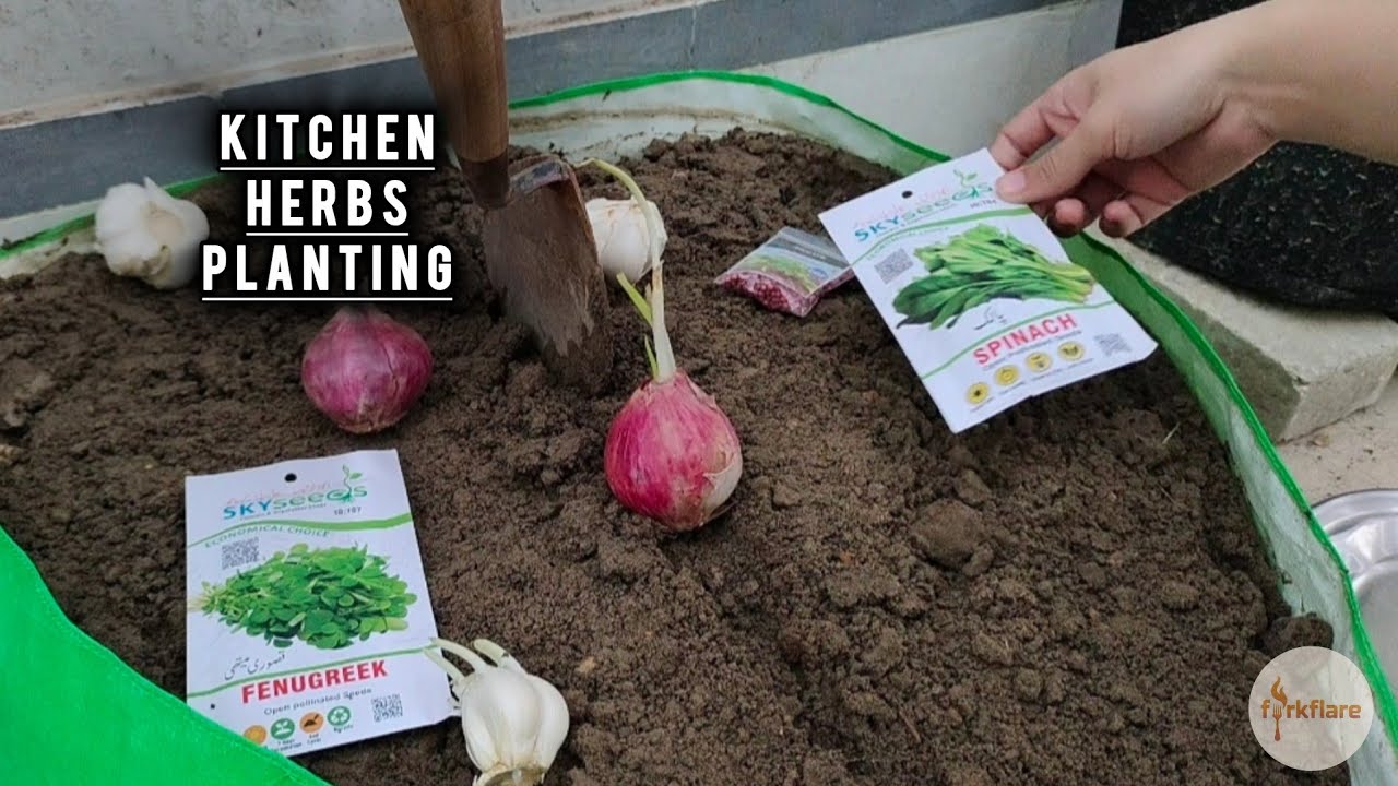 From Kitchen to Garden 🌱 | Coriander, Fenugreek, Spinach & Garlic Care | forkflare 