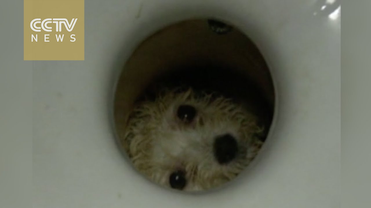 Firefighter saves dog trapped in toilet YouTube