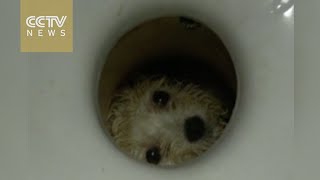 Firefighter saves dog trapped in toilet