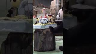 🐼 O Yuanzai, ενθουσιάστηκε με την τούρτα του λίγο παραπάνω απ ότι έπρεπε