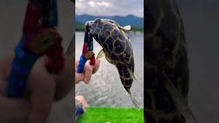 Baiacu 🐡 ladr@o de iasca #pesca