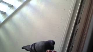 Feeding my Very Important pet by phubans 4,274 views 9 years ago 55 seconds