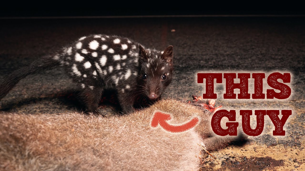 The animal to look out for in Tasmania - Overcomplicating Photography