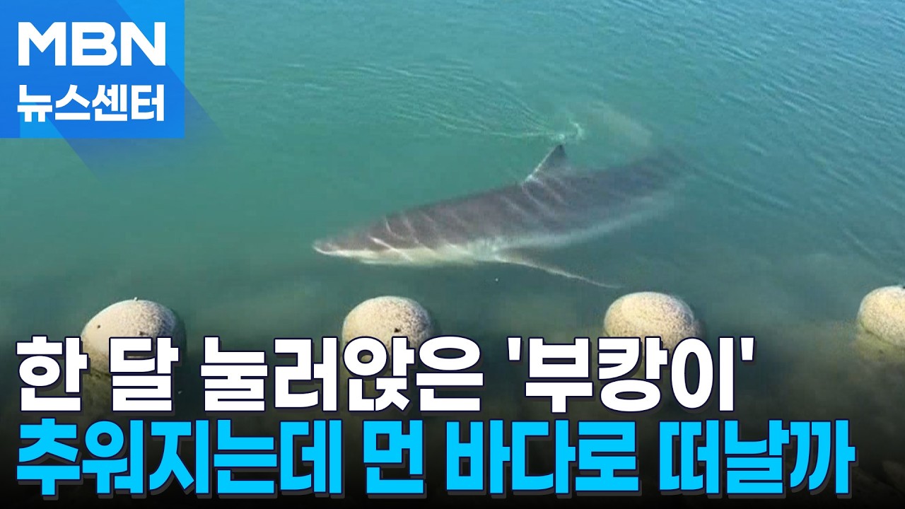 북항 들어온 지 한 달 된 '부캉이'…날 추워지면 떠날 듯 [MBN 뉴스센터]