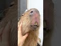 お顔マッサージ💆#カピバラ #capybara #capyvillage #tokyo #shorts