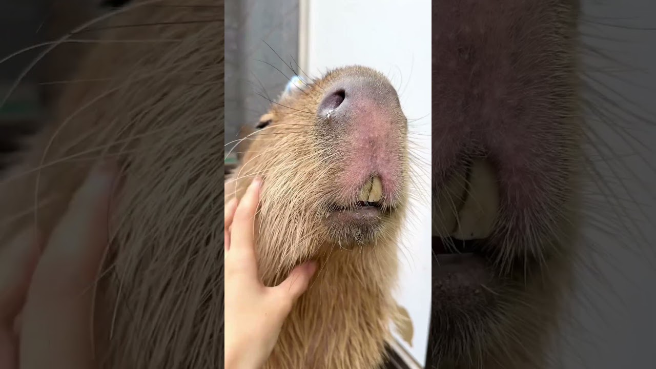 お顔マッサージ💆#カピバラ #capybara #capyvillage #tokyo #shorts