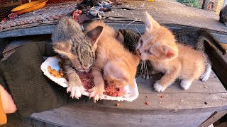 Aww Crazy Hungry kitten it first  to see them