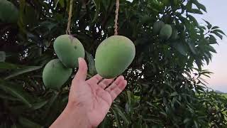 Bagh kee sair at maghrib time 