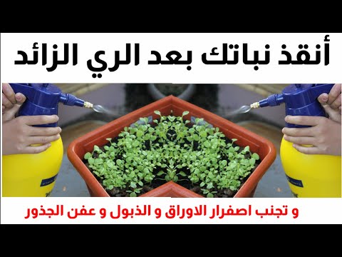 فيديو: الفربيون ميل: الرعاية والظروف والإنجاب