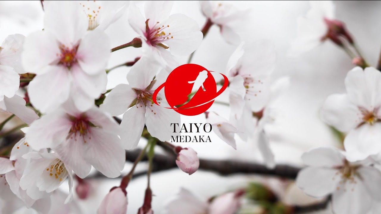 TAIYOメダカと和気町の魅力 | TAIYO CORPORATION｜岡山和気のおもちゃ