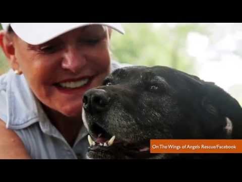 Video: Cómo una mujer colmó la brecha entre las personas que quieren ayudar y los perros que más lo necesitan