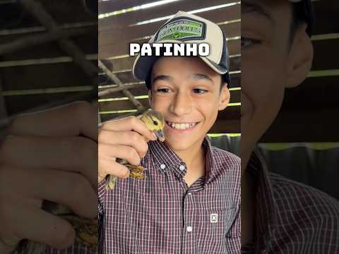 Será que o patinho vai conseguir nadar?!😱 #shorts