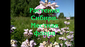 Растения Сибири | Местная флора