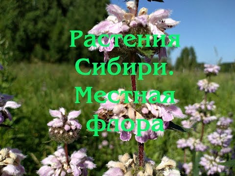 Βίντεο: Το Siberian Kandyk, το ερυθρόνιο, είναι ένα όμορφο Primrose