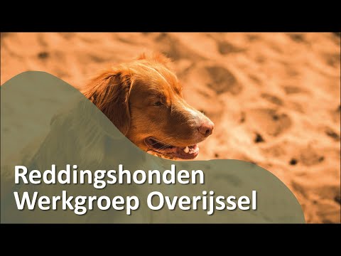 Video: De gemiddelde slaaptijd voor honden